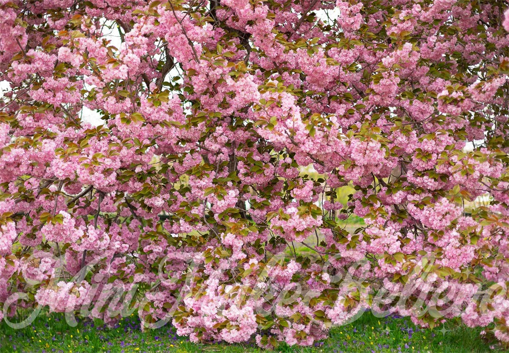 Kate Sommer Outdoor Rosa Kirschblütenbaum Wald Hintergrund entworfen von Mini MakeBelieve