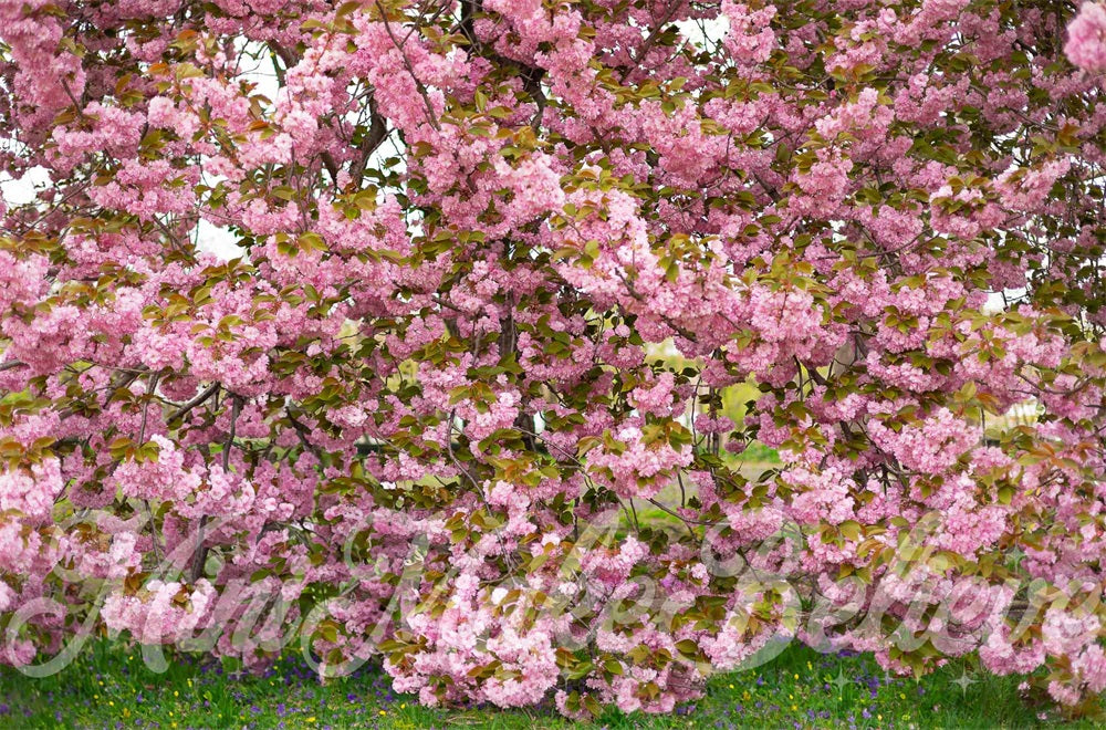 Kate Sommer Outdoor Rosa Kirschblütenbaum Wald Hintergrund entworfen von Mini MakeBelieve