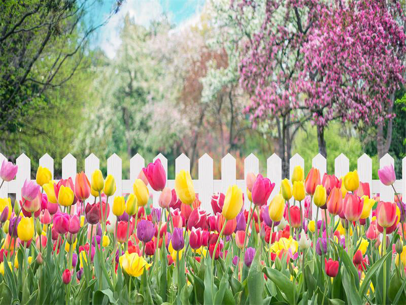 Kate Frühling Tulpe Blume Garten Kulisse für Fotografie