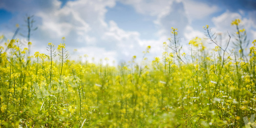 Kate Frühling Himmel Wolken Blumen Hintergrund von Emetselch - Kate Backdrop.de